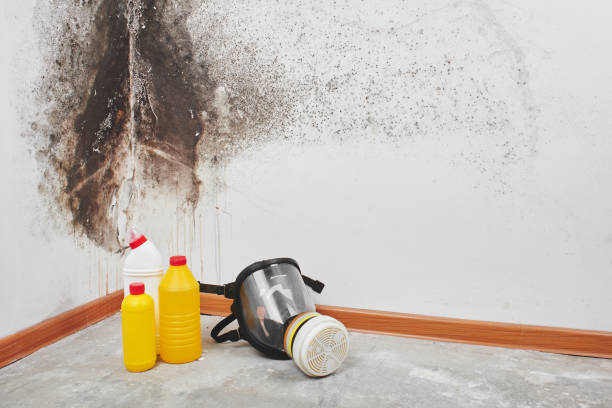 Best Fast Mold Removal  in Vla Park, IL