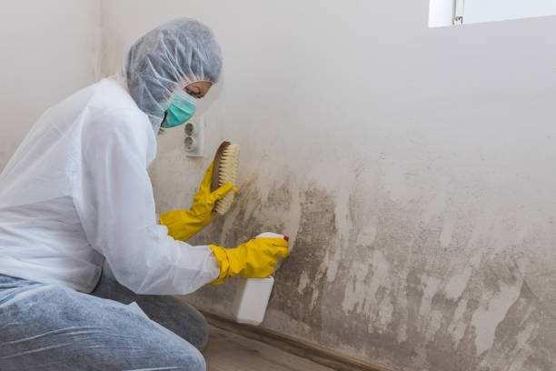 Best Attic Mold Removal  in Vla Park, IL