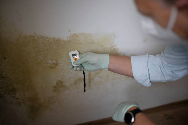 Best Local Mold Removal Service  in Vla Park, IL