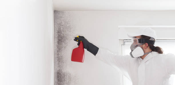 Best Black Mold Removal  in Vla Park, IL
