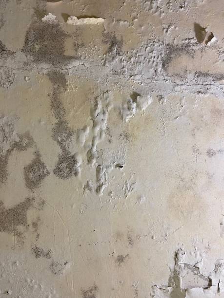 Best Office Mold Removal Services  in Vla Park, IL