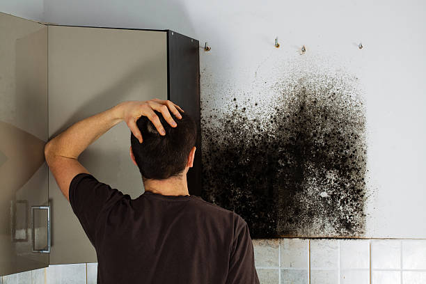 Office Mold Removal Services in Villa Park, IL