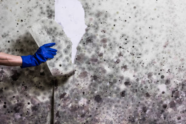 Best Commercial Mold Removal  in Vla Park, IL